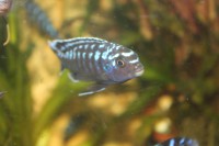 /album/fotogaljerjeja/psevdotrofeus-interruptus-jpg/